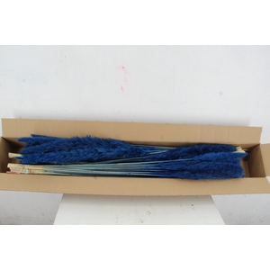DF Pampas Silvy D.Blue