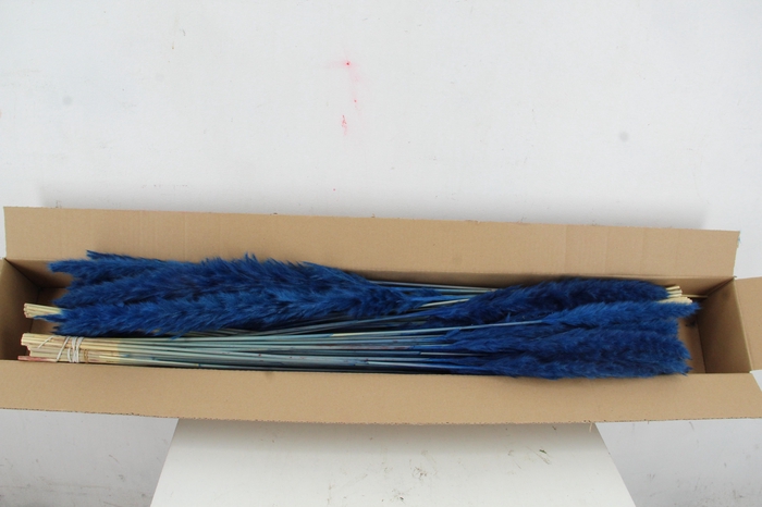 <h4>DF Pampas Silvy D.Blue</h4>