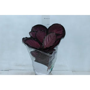 CALATHEA ROSEA PICTA CRIMSON P17