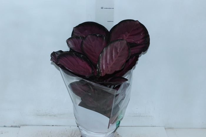 <h4>CALATHEA ROSEA PICTA CRIMSON P17</h4>