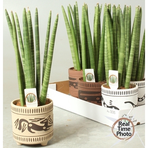 SANSEV CYLINDRICA OV