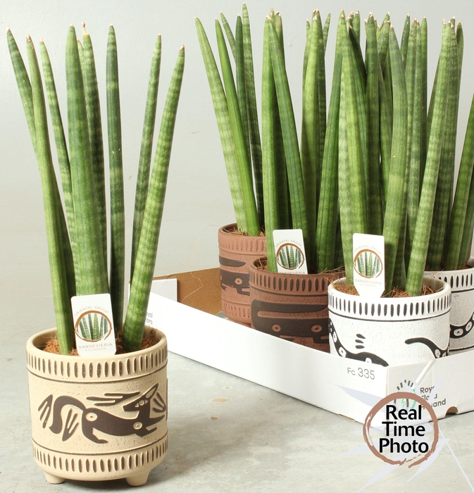 <h4>SANSEV CYLINDRICA OV</h4>