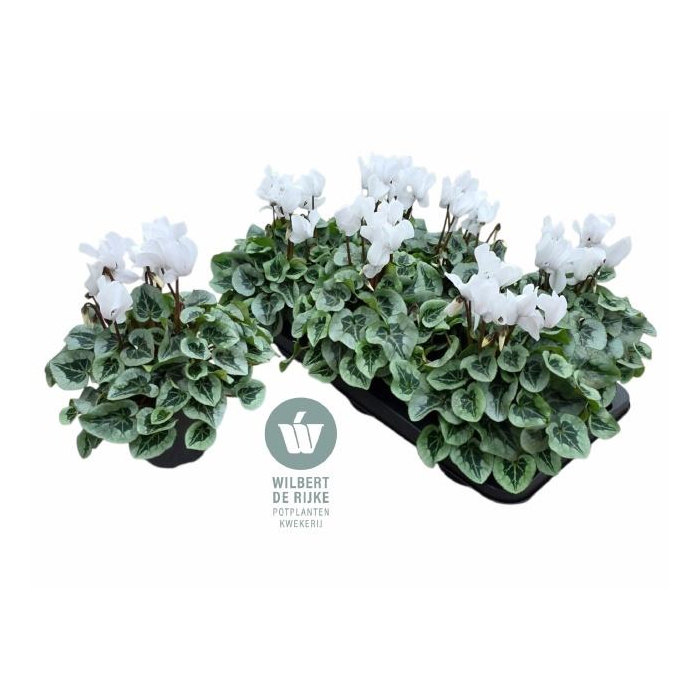 <h4>CYCL MD SUP REMBRAND</h4>