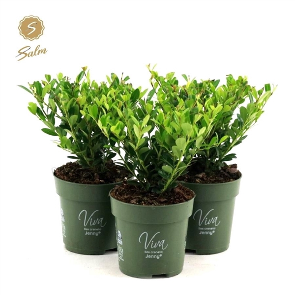 <h4>Viva Ilex crenata 'Jenny'® P10</h4>