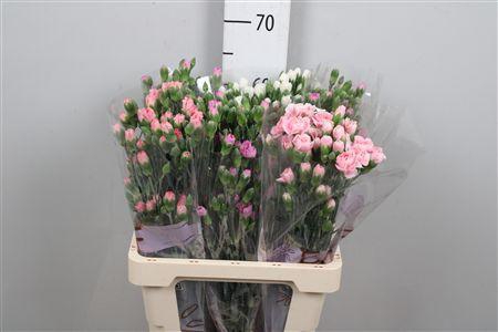 <h4>Di Tr Gem In Fust</h4>