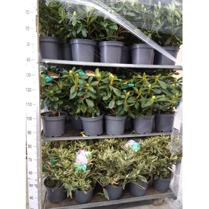 Rhododendron   ...mix