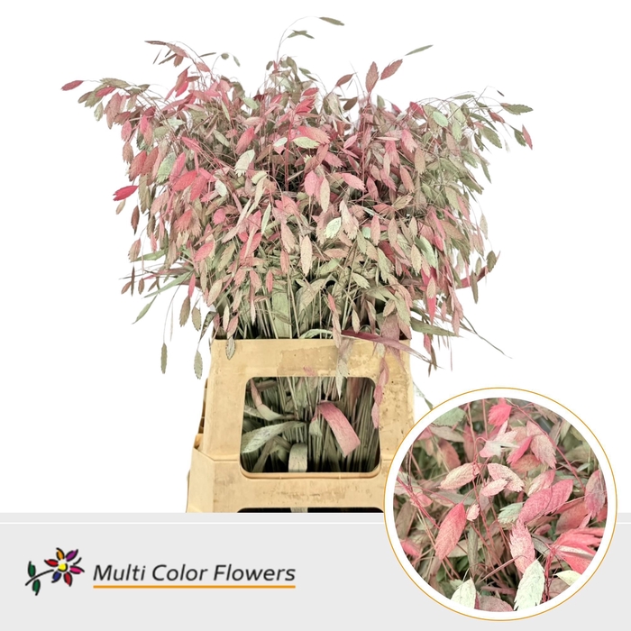 <h4>Chasmanthium Watermelon 'Spray'</h4>
