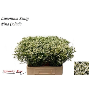 LIM SIN SEN P COLADA