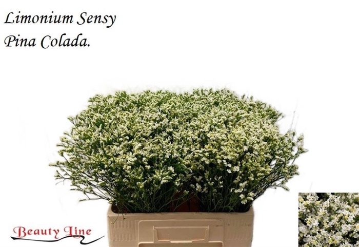 <h4>LIM SIN SEN P COLADA</h4>