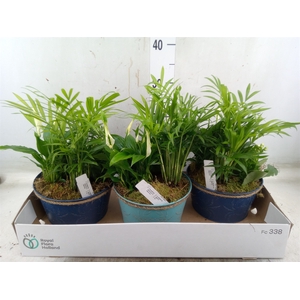 Arr.   Planten L%