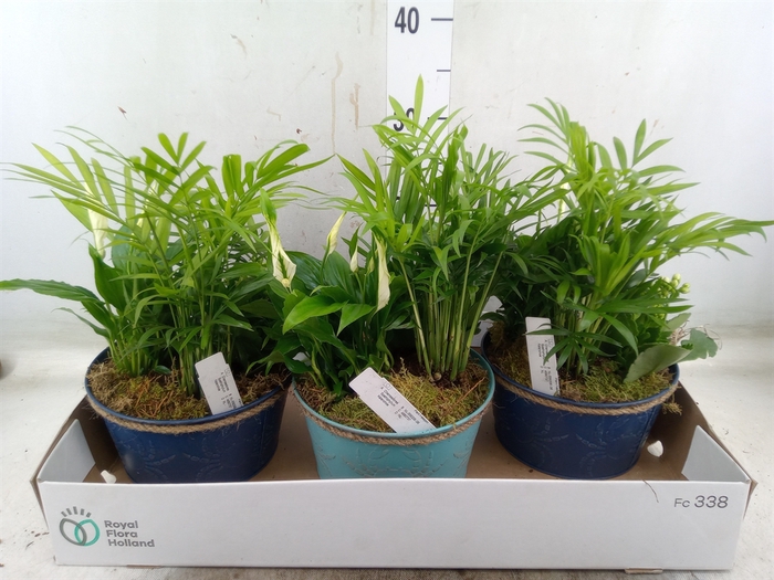 <h4>Arr.   Planten L%</h4>