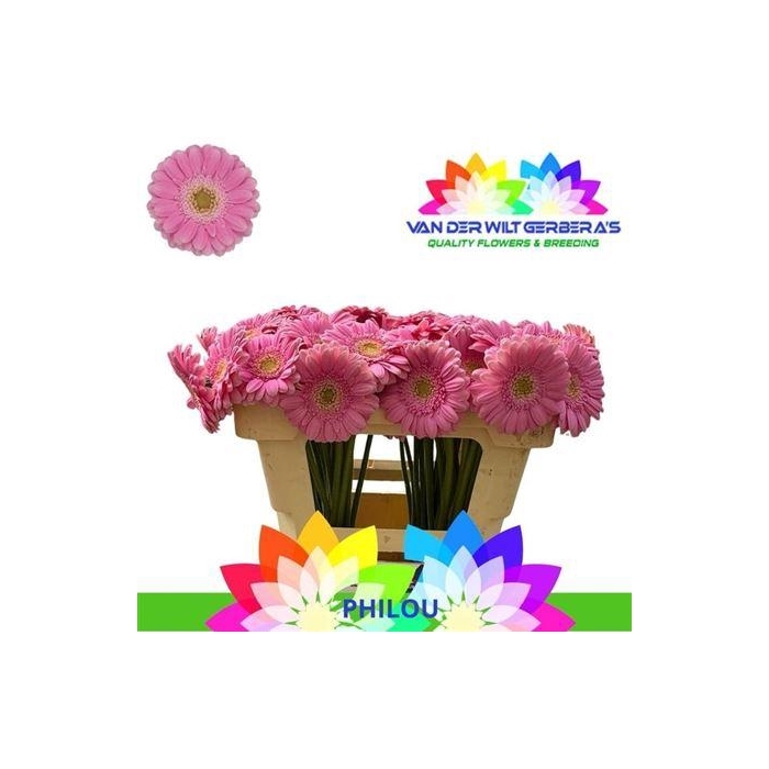 <h4>Ge Mi Philou</h4>