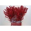 Ilex Crimson