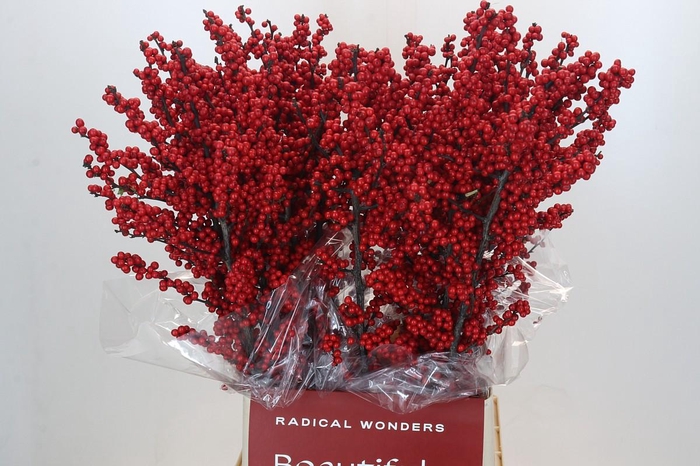 Ilex Crimson
