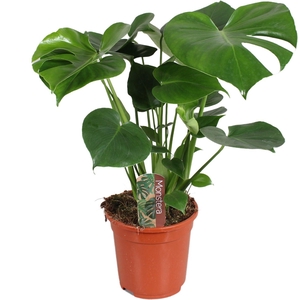 Monstera deliciosa 17cm 55-65cm