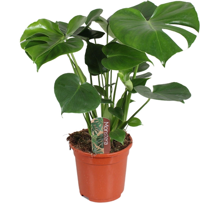 <h4>Monstera deliciosa 17cm 55-65cm</h4>