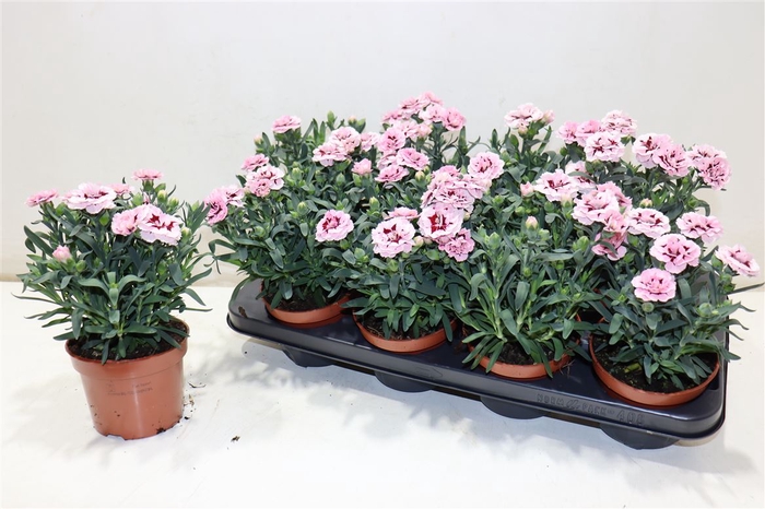 <h4>Dian Osc Purple Star</h4>