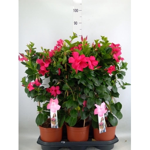 Mandevilla sand. 'SumStar Pink'