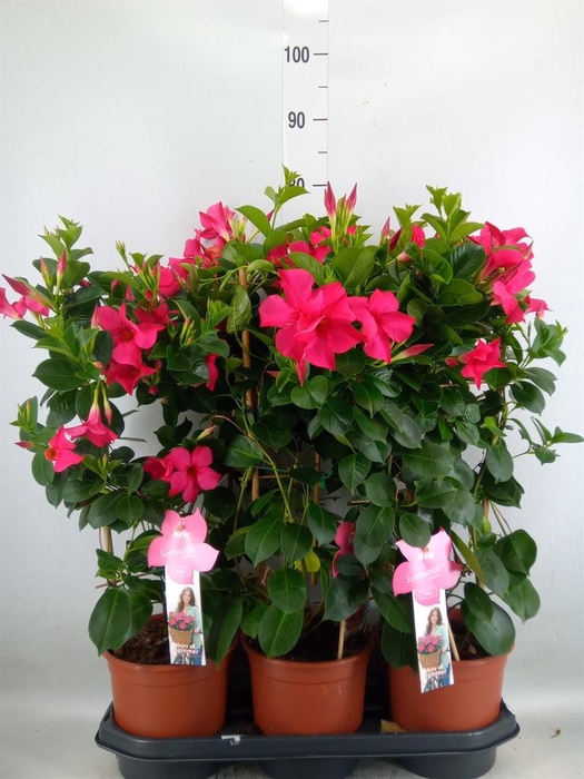 <h4>Mandevilla sand. 'SumStar Pink'</h4>