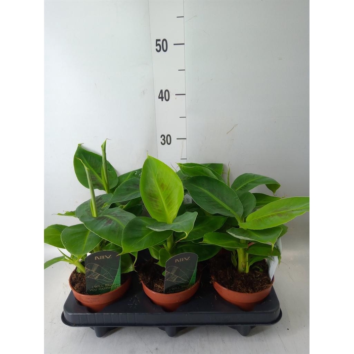 <h4>Musa  'Tropicana'</h4>