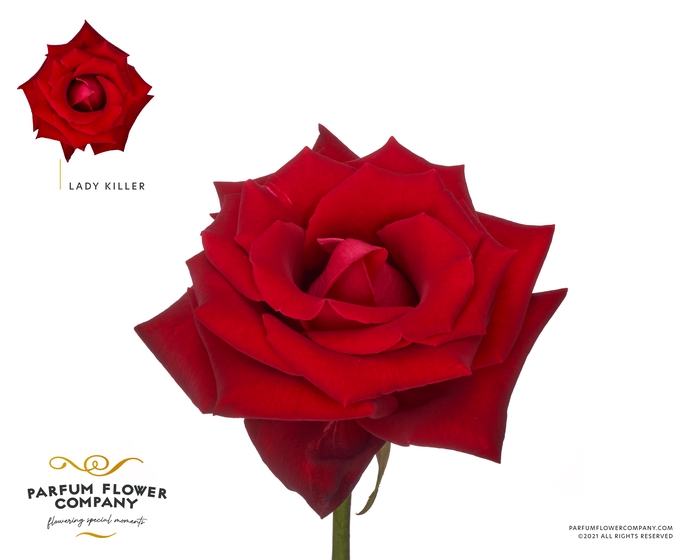 <h4>Rosa Parfum Lady Killer</h4>