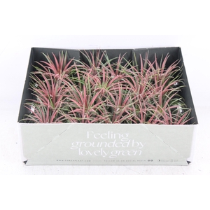 arr3 CP - Till. Ionantha rood x20