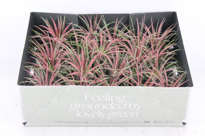 <h4>arr3 CP - Till. Ionantha rood x20</h4>