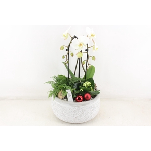 arr2 PL - Ker. barok grijs phal cascade wit