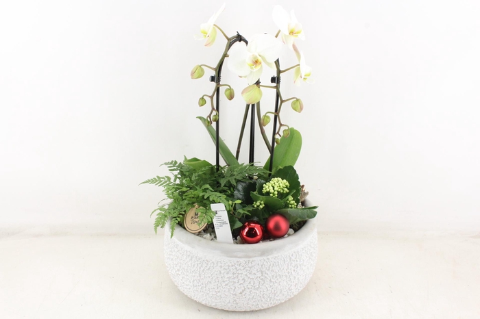 <h4>arr2 PL - Ker. barok grijs phal cascade wit</h4>