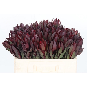 Leucadendron Safari Sunset