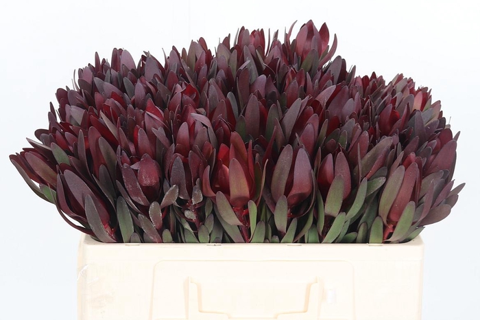 <h4>Leucadendron Safari Sunset</h4>