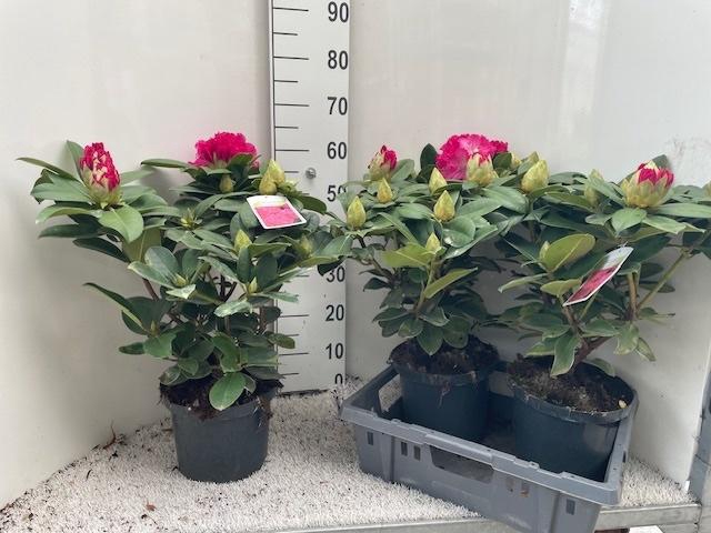 <h4>RHOD CAT GERMANIA</h4>