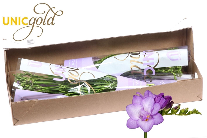 <h4>UG Barendse - Biscaya box</h4>