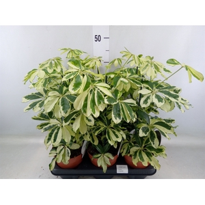 Schefflera arbor. 'Charlotte'