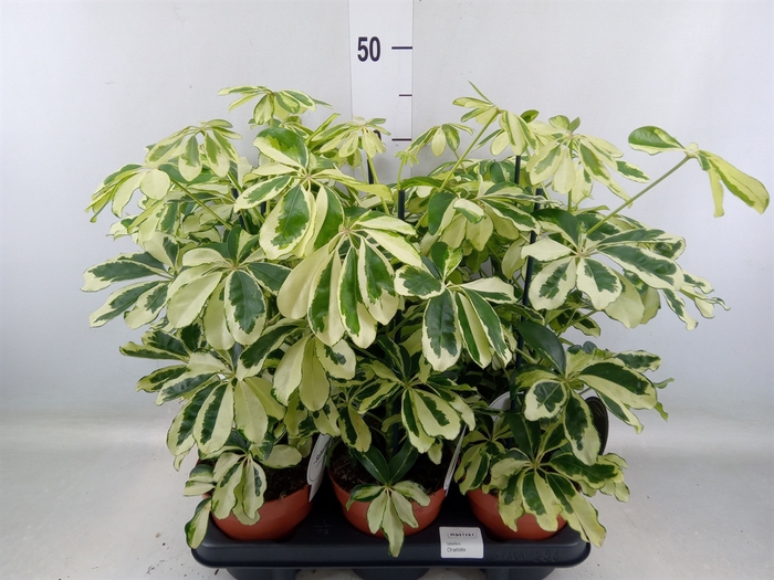 <h4>Schefflera arbor. 'Charlotte'</h4>