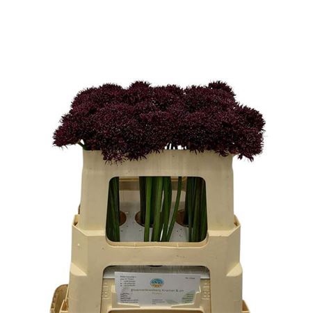 <h4>Allium Atropurpureum</h4>