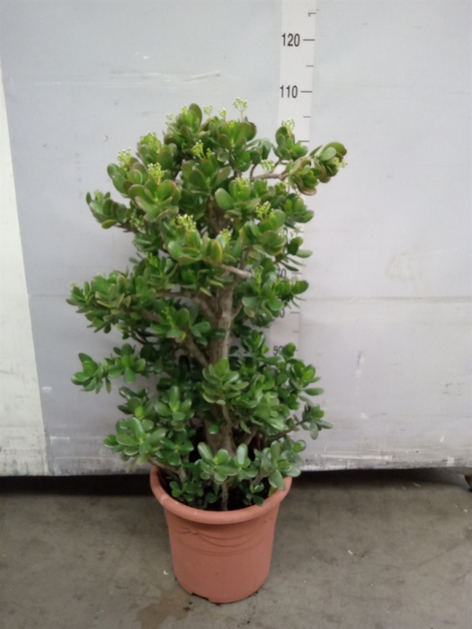 <h4>Crassula ovata</h4>