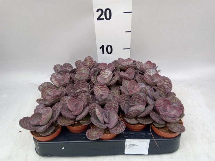 <h4>Kalanchoe NF   ...</h4>