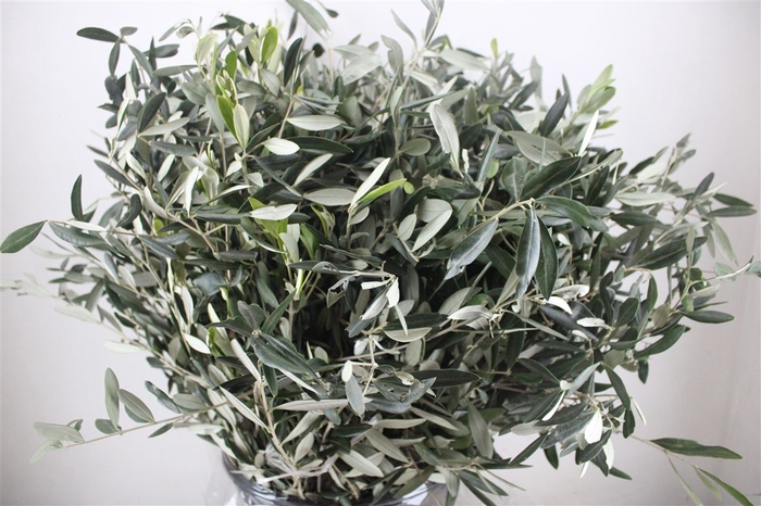 <h4>Olive 400gr P/b</h4>