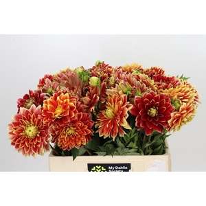 Dahlia Dutch Carnaval