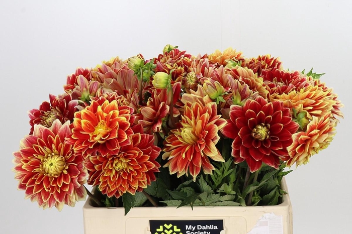 <h4>Dahlia Dutch Carnaval</h4>