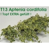 Aptenia Co Variegata