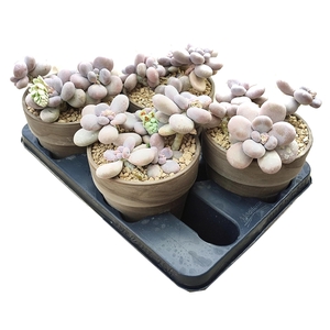 PACHYPHYTUM OVIFERUM IN TERRACOTTA POT Ø 15 - TRAY 4 PCS (SUCCULENTEN)