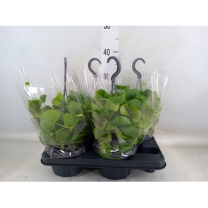 Dischidia platyphylla