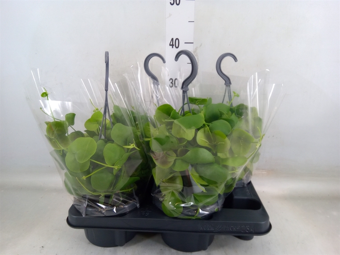<h4>Dischidia platyphylla</h4>