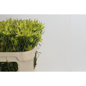 Leucadendron Pisa Spray