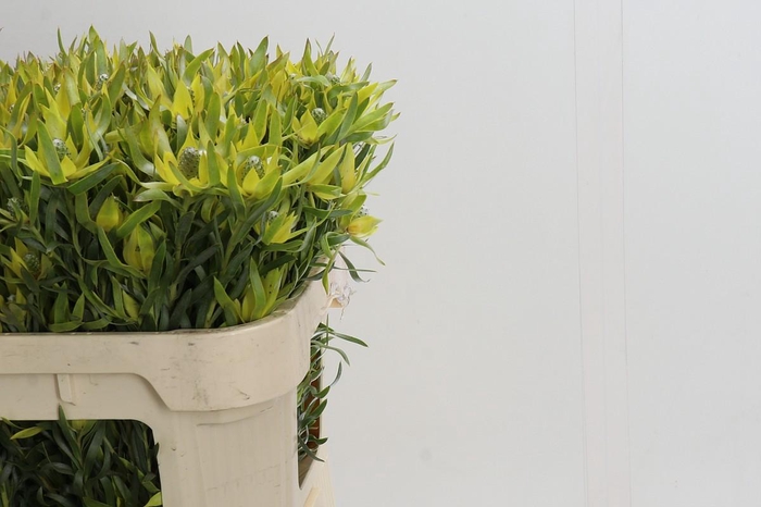 Leucadendron Pisa Spray