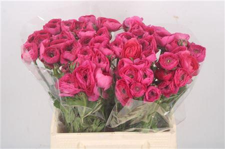 <h4>Ran El. Hot Pink Ex</h4>