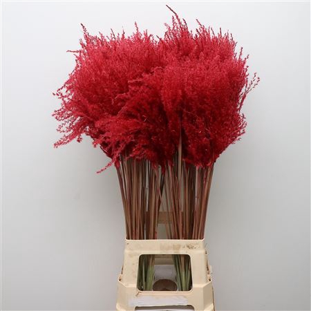 <h4>DRY STIPA FEATHER RED</h4>