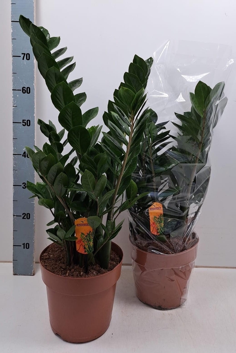 <h4>ZAMIO ZAMIIFOLIA</h4>